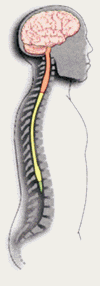 Image result for nervous system animation gif